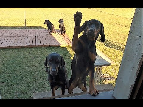 Koniec sezonu, dublet, dziki i psy :) - end of hunting season