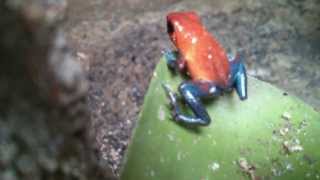 preview picture of video 'Grenouille oophaga pumilio blue jean (dendrobate fraise)'