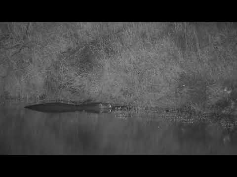 Djuma: Hippo in the dam - 03:32 - 01/08/21