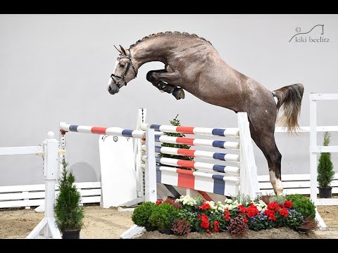 www.dressurstall-sandbrink.de *2017 lic. HICKSTEAD WHITE stallion