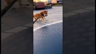 O CACHORRINHO ACHOU QUE O BURRACO ERA DE VERDADE KKKK #shorts