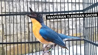 Download lagu Sulingan gunung jantan gacor ngeroll ‼️ Suara MP3 PIKAT burung tledekan bakau srdc jongkangan kacer mp3