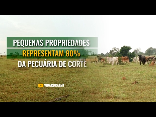 PEQUENAS PROPRIEDADES REPRESENTAM 80% DA PECUÁRIA DE CORTE
