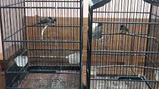 Download lagu Sikatan Kipas/Sikatan Jawa Tarung Gacor Mantap mp3