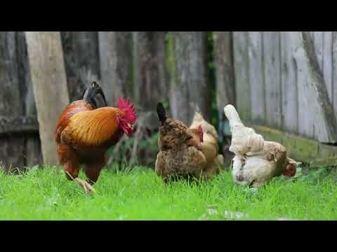 THE BIG ROOSTERS CROWING COMPILATION with  Bantam,  Polish and Yokohama chicken
