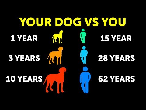 Why Dogs Age Faster Than Us