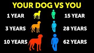 Why Dogs Age Faster Than Us