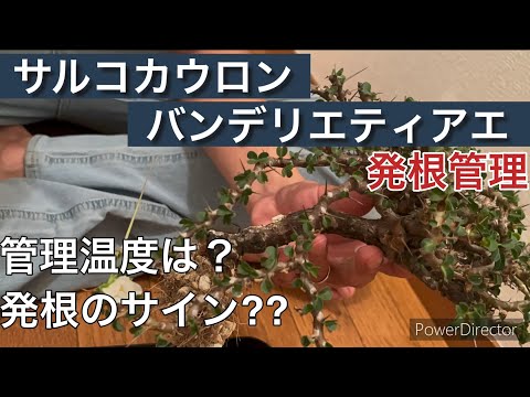 リエティ - 定義