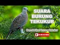Suara Burung Tekukur Denak Padu Juara All Star