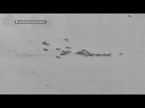 Браконьеры в Горном Алтае уничтожают косуль во время миграции