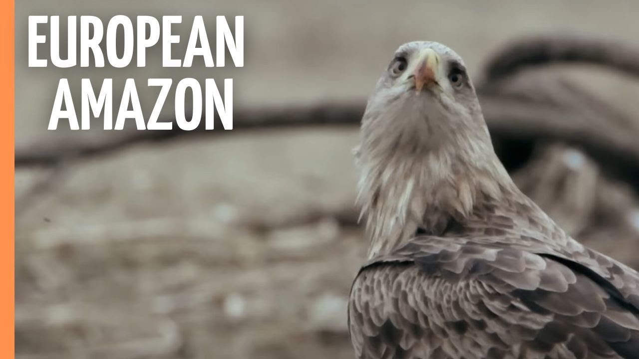 Biebrza: Exploring Europe's Untamed Waterworld – The European Amazon | Full Documentary