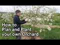 How To Plan And Plant Your Own Orchard