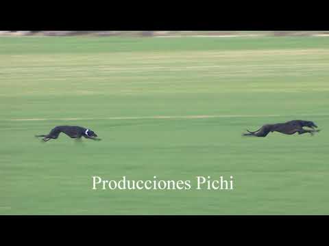 Carrera de Galgos en Campo 2020
