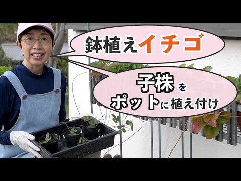 園芸 イチゴのランナーを移植する