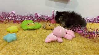 ハーフ犬の動画01