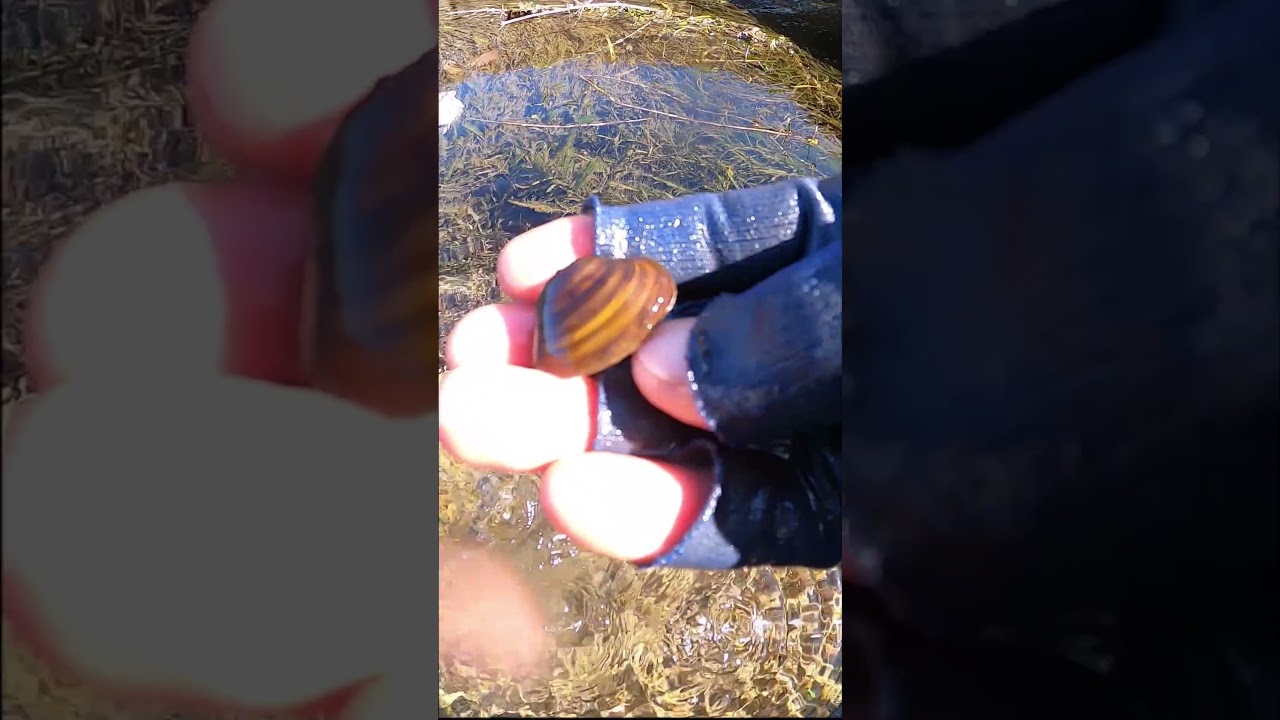 ウルトラマンみたいな…