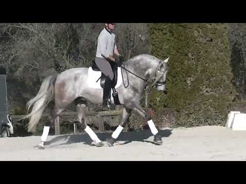 Baroque PRE  stallion