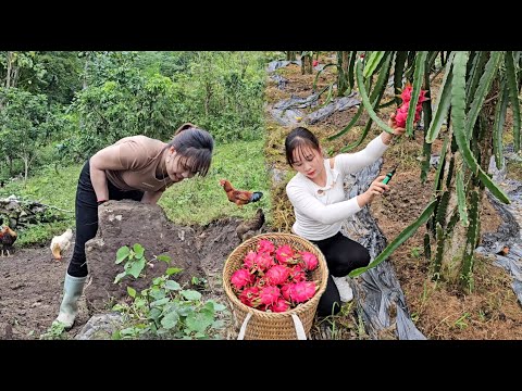 Dig ponds for geese to bathe in and pick dragon fruits to sell at the market