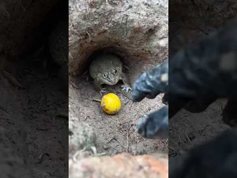 ขอมะเขือหน่อย#frog🐸🐸😱😰#funny #shorts #545