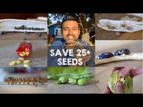 How to Save 25+ Vegetable Seeds From Your Plants