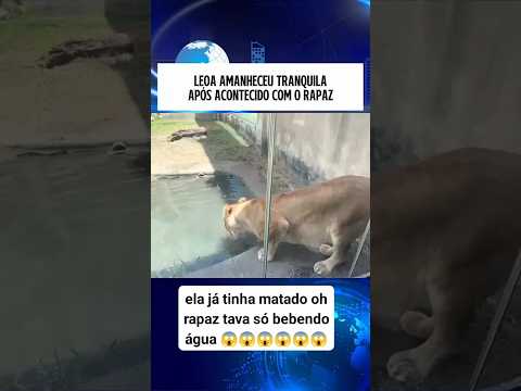 A leoa depois do que aconteceu com o vaqueirinho no zoológico #zoológico #perigo #leoa