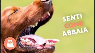 Cani che ABBAIANO FORTE 🐶🔊 (Guarda come REAGISCE il tuo CANE)