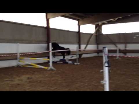 4j.Stute von Contagio x Silvio