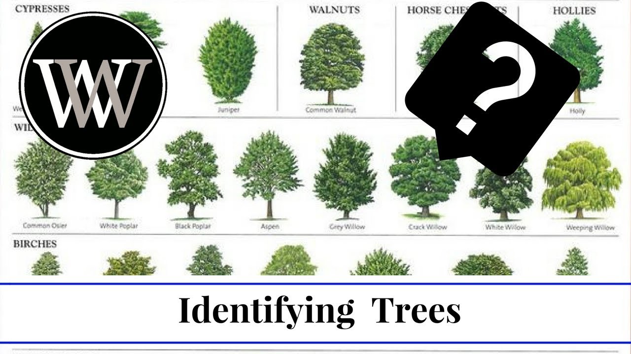 How to Identify a Tree By Leaf, Bark and Fruit | Wood and Lumber Identification for Woodworking