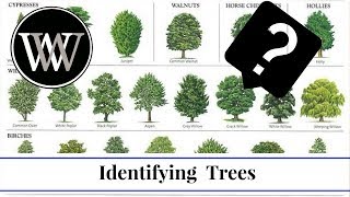 How to Identify a Tree By Leaf, Bark and Fruit | Wood and Lumber Identification for Woodworking