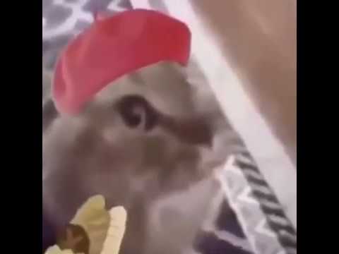 a ripe blackberry murmures to the wall