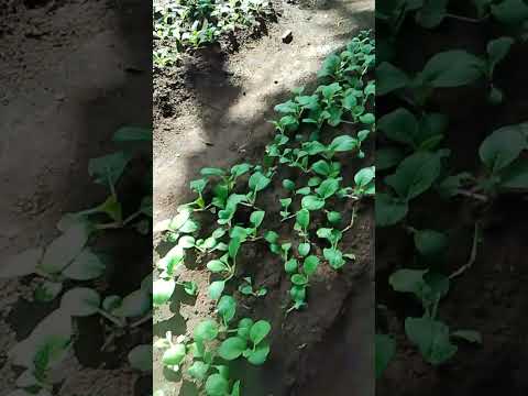 rogelio's mini farm🌿🍃