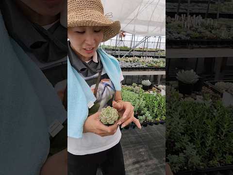 園芸 シルキーエケベリア