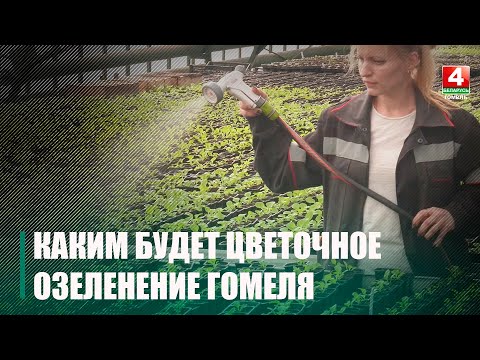 Предприятие "Красная гвоздика" полностью готово озеленить Гомель видео