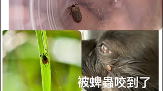 狗狗被蜱蟲咬到怎麼辦 How To Remove Ticks Quickly