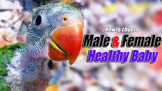 How to choose Male & Female and Healthy Baby Parrot