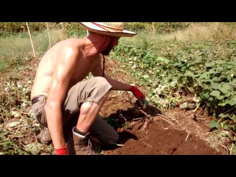 La fougne au Japon - Wwoofing à Shōnai.