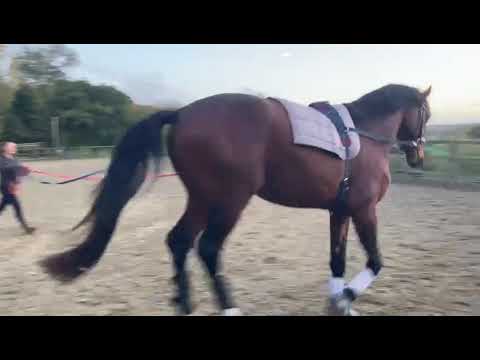 Gorgeous 3 year old stallion by Franklin x Dimaggio x De Niro - ad ref: 290803