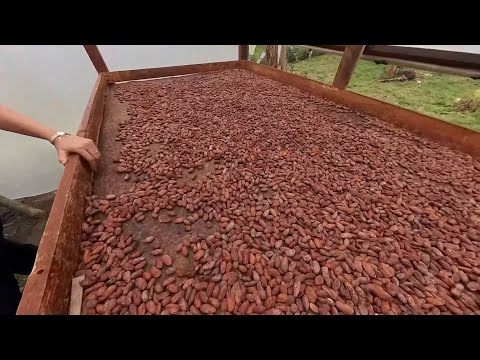 CACAO FINCA  LA ALEJANDRA   VEREDA LA ESPERANZA   MONTENEGRO   QUINDÍO