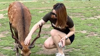 なんだよここは🤩奈良公園を訪れた🦌外国人観光客の反応🦌| Nara Deer park Japan vlog 😍🍁