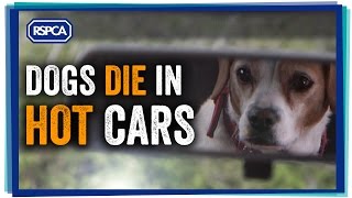 Dogs die in hot cars