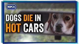 Dogs die in hot cars