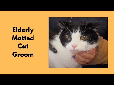 Elderly Matted Cat Groom