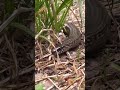 Up Close With A Snake Sliding Through The Grass Snake Slithering Sneaky Reptile