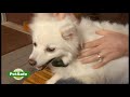 PetSafe VBC-10 antkaklis nuo lojimo su vibracija šunims