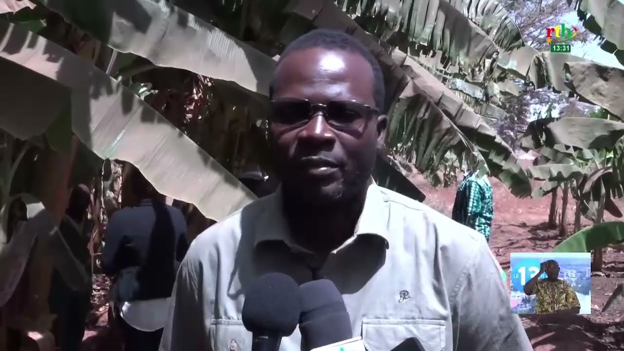 Le Bureau national des Grands projets implémente à succès la banane plantain à Bobo Dioulasso