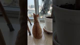 窓掃除のお兄さんと遊びたい猫🐈 #猫のいる暮らし #猫のいる生活