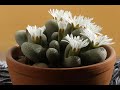 Time Lapse of A Flowering Lithops (3)