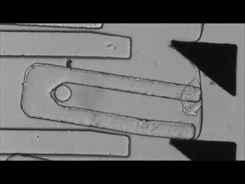 【公式】豊橋技術科学大学　Harnessing microorganisms for smart microsystems