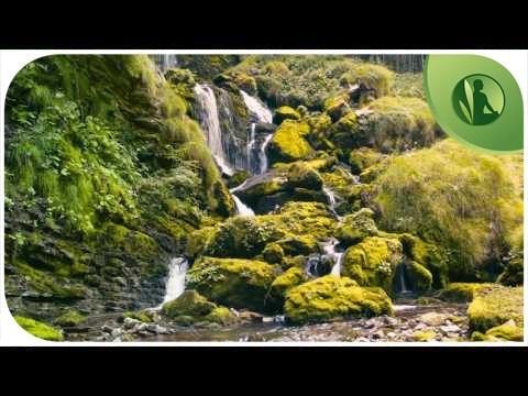 3 HOURS with Sounds of Nature HD Water Birds for Relaxation and Meditation 🌼 🍂 🌳