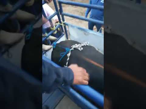 .jinete chicorita de jalisco vs pirata del Caribe de rancho cueva azul.